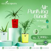 Air Purifying Plant Bundle – Self Watering Pots with Water Indicator (Set of 3)